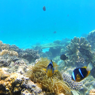 DCIM100GOPRO