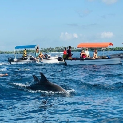 Untitled design - Dolphin Tour 2