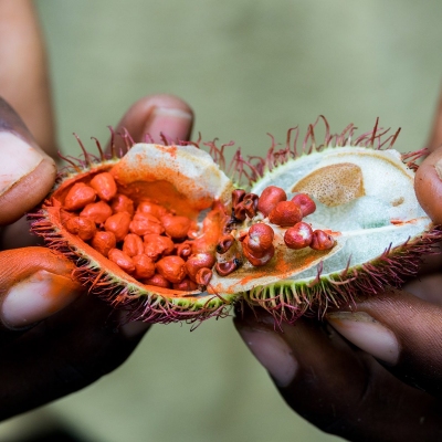 Open achiote seed pod from the urucum tree used as natural lipstick on the spice tour in Zanzibar, Tanzania